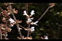 阿里山鼠尾草-花02.JPG