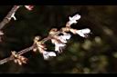 阿里山鼠尾草-花09.JPG