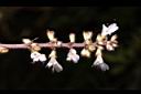 阿里山鼠尾草-花11.JPG