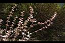阿里山鼠尾草-花序02.JPG