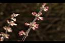 阿里山鼠尾草-花序04.JPG