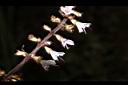 阿里山鼠尾草-花序06.JPG