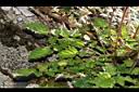 阿里山鼠尾草-葉00.JPG