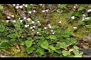 阿里山鼠尾草04.JPG