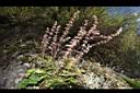 阿里山鼠尾草17.JPG