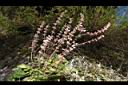 阿里山鼠尾草20.JPG