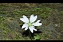 阿里山繁縷-花00.JPG