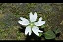 阿里山繁縷-花05.JPG