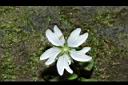 阿里山繁縷-花06.JPG