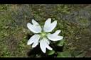 阿里山繁縷-花07.JPG