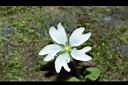 阿里山繁縷-花09.JPG