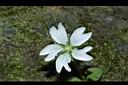 阿里山繁縷-花10.JPG