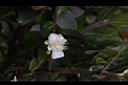 阿里山茶-花02.JPG