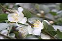 阿里山茶-花13.JPG