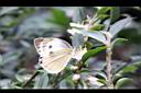 阿里山茶-花15.JPG