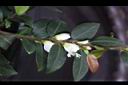 阿里山茶-花序00.JPG
