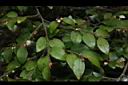 阿里山茶-葉01.JPG