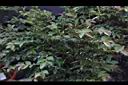 阿里山茶00.JPG