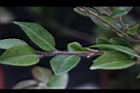 阿里山茶-枝毛00.JPG