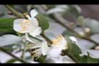 阿里山茶-花12.JPG