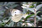 阿里山茶-花17.JPG