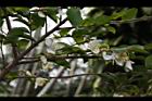 阿里山茶-花21.JPG