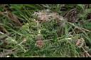 阿里山薊-花03.JPG