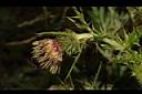 阿里山薊-花11.JPG