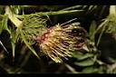 阿里山薊-花32.JPG