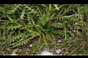 阿里山薊-葉00.JPG