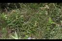 阿里山薊01.JPG