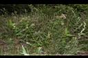阿里山薊04.JPG