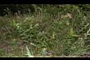 阿里山薊05.JPG