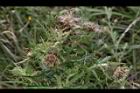阿里山薊-花04.JPG