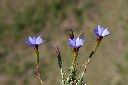 阿里山龍膽-花07.jpg
