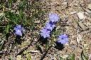 阿里山龍膽-花09.jpg