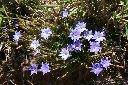 阿里山龍膽-花13.jpg