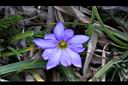 阿里山龍膽-花26.jpg