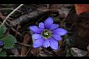 阿里山龍膽-花34.jpg