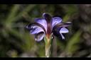 阿里山龍膽-花萼2.jpg