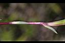 阿里山龍膽-莖葉0.jpg