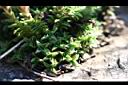 阿里山龍膽-葉0.jpg