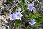 阿里山龍膽-花11.jpg