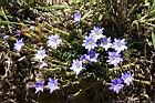 阿里山龍膽-花12.jpg