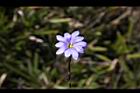 阿里山龍膽-花18.jpg