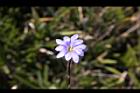 阿里山龍膽-花19.jpg