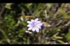 阿里山龍膽-花20.jpg