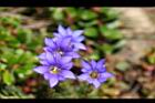 阿里山龍膽-花23.jpg