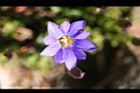 阿里山龍膽-花27.jpg