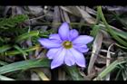 阿里山龍膽-花30.jpg